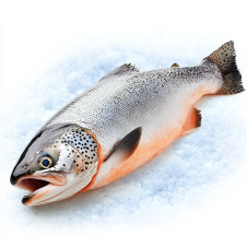 Рыба охлаждённая